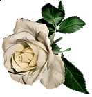 a white rose
